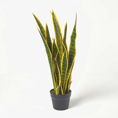The Range Homescapes Green and Yellow Snake Plant, 74 cm Tall - Green