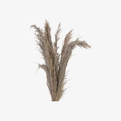 The Range Natural Pampas Grass Stem Botanical Decor - Brown