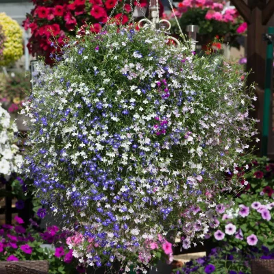 The Range Lobelia 'Fountain Mixed' - trailing lobelia mix, long flowering, pollinator friendly garden-ready plants