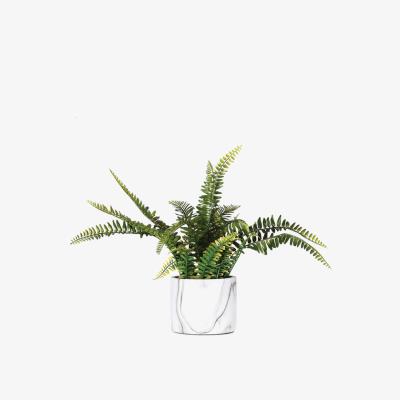 The Range Fern in Marble Pot