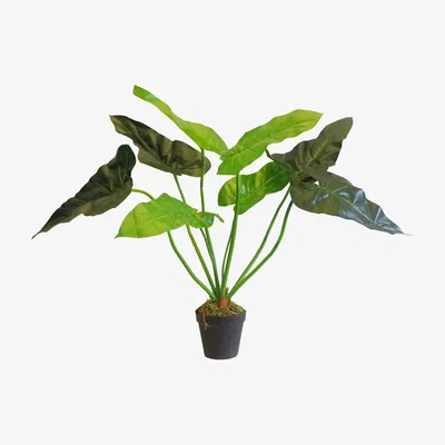 The Range Artificial Taro Evergreen Plant - Green
