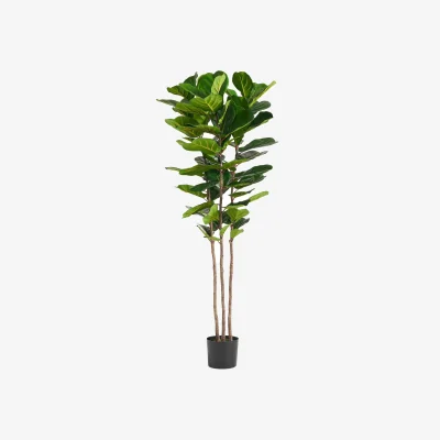 The Range Leaf Design UK Artificial Plant Fiddle Fig Tree  Plant Black Plastic Pot - 180cm Premium Fig Tree / 180cm / 70cm