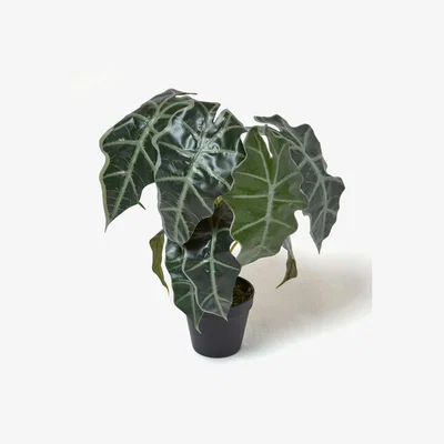 The Range Homescapes Amazonica Elephant Ear Plant in Pot, 50 cm Tall - Green