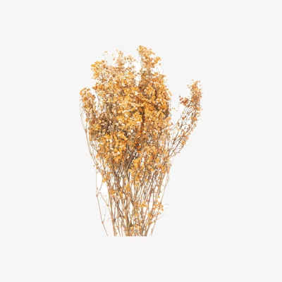 The Range Dried Orange Babys Breath Bunch Autumn Decor - Yellow