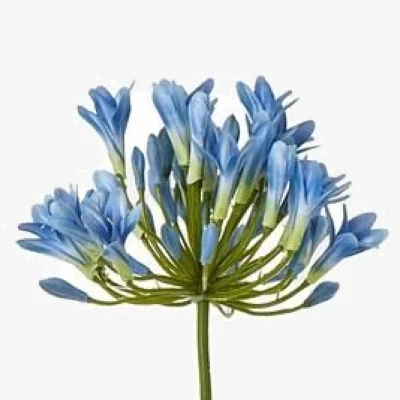 The Range Hill Interiors Agapanthus Artificial Flower Spray - Blue