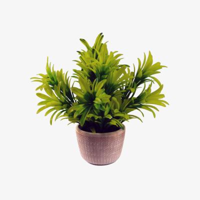 The Range Foliage Honey Plant Light Green in Terracotta Pot - Yellow