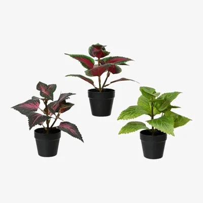 The Range Set Of 3 Leaf Potted Plants - Black