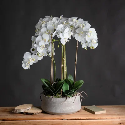 The Range Large Orchid In Stone Pot Artificial Plant - White