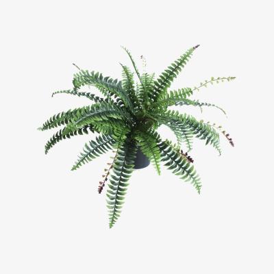 The Range Boston Fern - Green