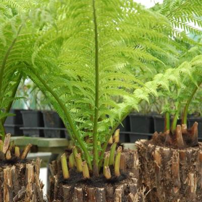 The Range Dicksonia Antarctica Australian Fern Tree Potted Plant - Green