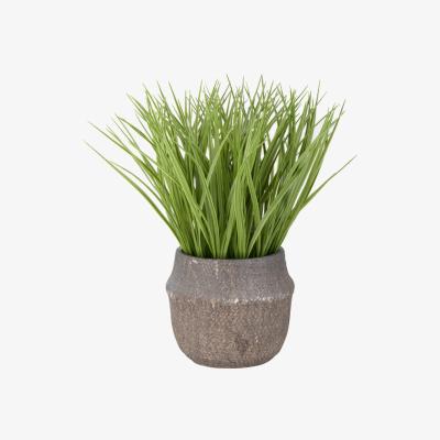 The Range Large Grass In A Decorative Pot