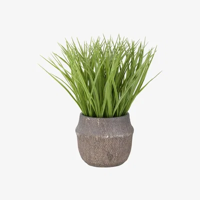 The Range Large Grass In A Decorative Pot
