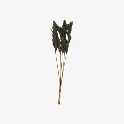 The Range Pack of 5 Pampas Stems - Grey