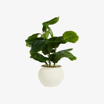 The Range Fiddle Plant in Ceramic Pot - Green