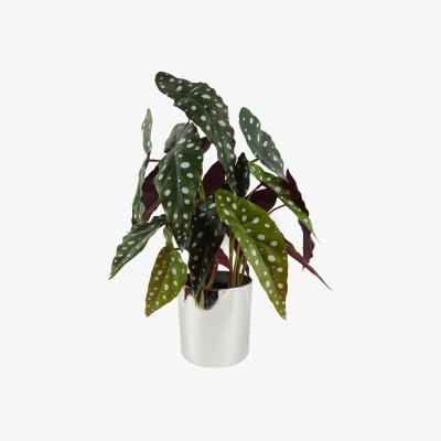 The Range Artificial Spotty Begonia Maculata Plant - Green