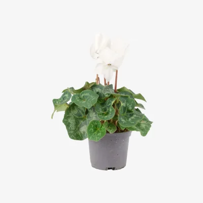 The Range White Cyclamen Plant in 13cm Pot - Elegant Indoor Flowering Plant - White
