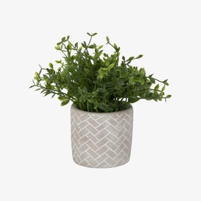The Range Grass in Pot