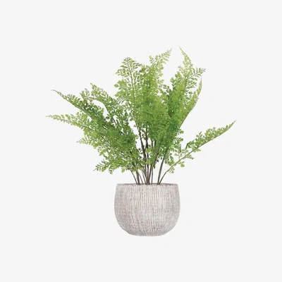 The Range Fern in Natural Pot