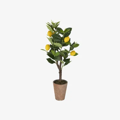 The Range Lemon Tree With A Terracotta Pot