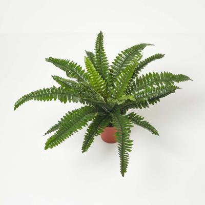 The Range Homescapes Boston Fern in Pot, 45 cm Tall - Green