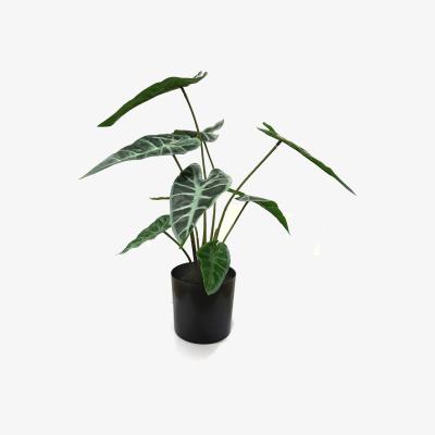 The Range Artificial Alocasia Plant in Black Pot - Green
