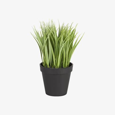 The Range Mini Spider Plant