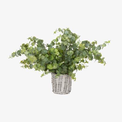 The Range Eucalyptus in Basket - Green