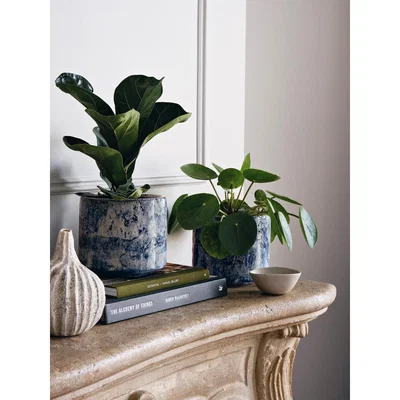 Soho Home Chinese Money Plant & Fractured Blue Pot