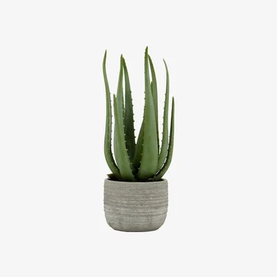 Teddy Beau Teddy's Collection Faux Aloe Vera with Cement Pot
