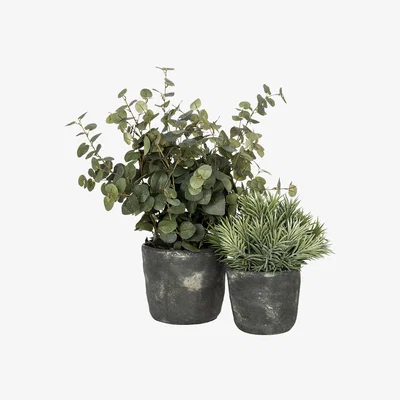 Amara rtfact - Eucalyptus & Spikey Succulent In Vase - Set of 2