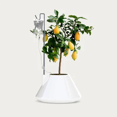 Bombinate.com White I.V. Plant Pot