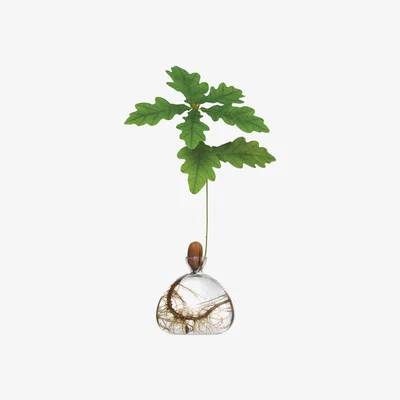 The Conran Shop Acorn Vase By Ilex Studio