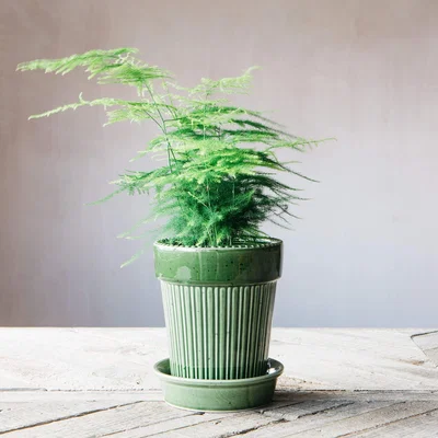 Graham & Green Green Ribbed Glazed Vase