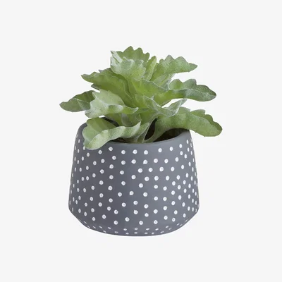 Habitat Habitat Succulents in Dotted Vase - Grey
