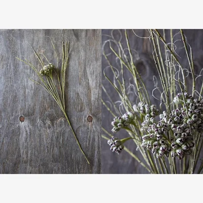 Heal's Abigail Ahern Wild Thistle Faux Stem