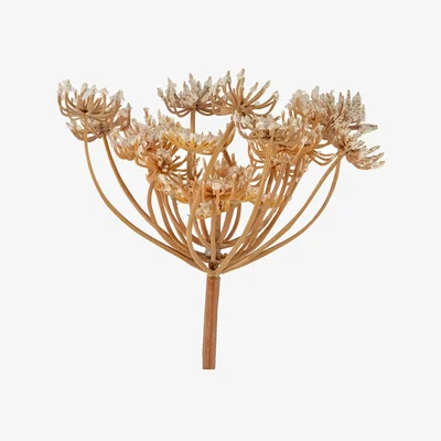 Heal's Abigail Ahern Queen Anne's Lace Faux Stem