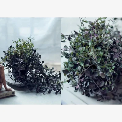 Heal's Abigail Ahern Trailing Dischidia in Pot Faux Plant