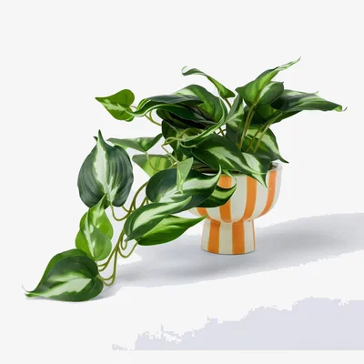 John Lewis John Lewis Artificial Epipremnum Plant in Striped Ceramic Vase, Orange