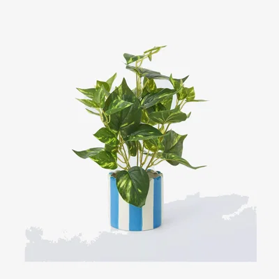 John Lewis John Lewis Artificial Epipremnum Plant in Striped Ceramic Vase, Blue