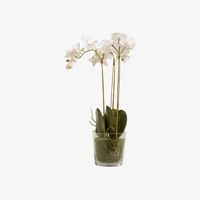 OKA OKA, Faux Phalaenopsis Orchid With Glass Vase - White, Artificial Plants, Plastic/Steel