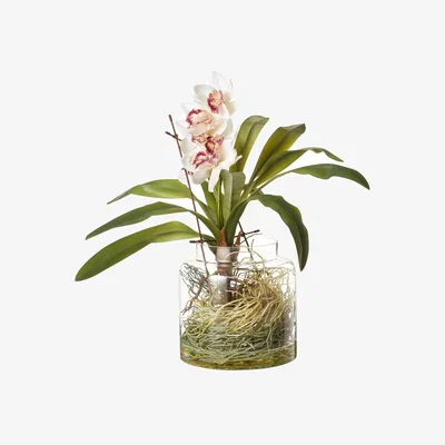OKA OKA, Faux Cymbidium Orchids with Vase - Cream, Artificial Plants, Glass