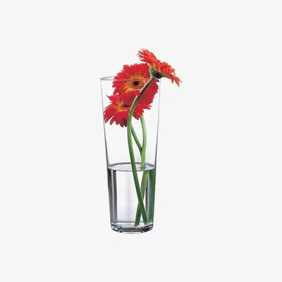 The Range Pasabahce Botanica Vase - White