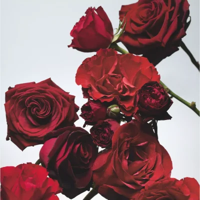 John Lewis Jo Malone London Red Roses Scent Surround™ Reed Diffuser, 165ml