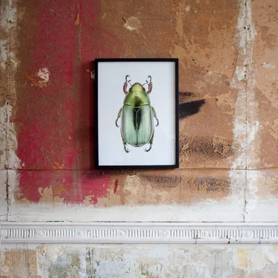 Graham & Green Small Wooden Framed Insect Print - Chrysina Strasseni