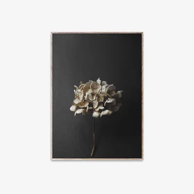 Heal's Paper Collective Still Life 04 (Hydrangea) by Pia Winther 30 x 40cm Print - Heal's UK Furniture