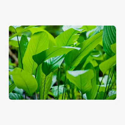 The Range Green Leaf Background Abstract Of Nature Designer Rug - Green / 150cm