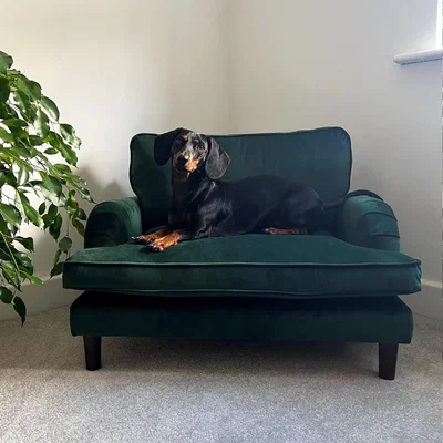Furniture123 Pet Sofa Bed in Green Velvet - Suitable for Dogs & Cats -Payton